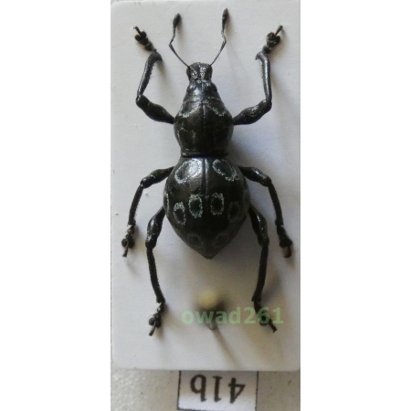 Metapocyrtus proteus Heller, 1921 female Philippines41b